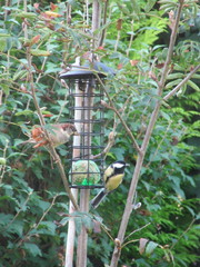 Parus major