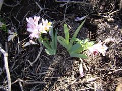 Freesia caryophyllacea