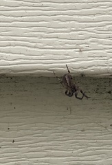 Araneae