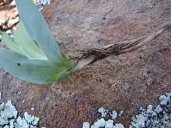 Freesia caryophyllacea