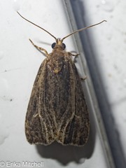 Olethreutes quadrifidum