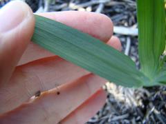 Freesia caryophyllacea