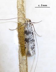 Adelidae
