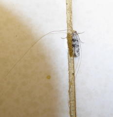 Adelidae