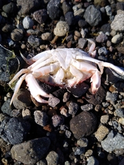 Metacarcinus edwardsii