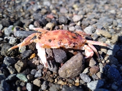 Metacarcinus edwardsii