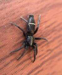 Hitobia unifascigera