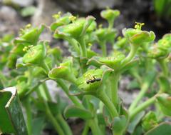 Euphorbia silenifolia