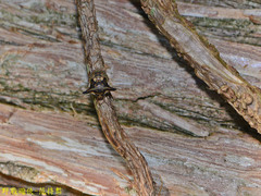 Alcimocoris japonensis