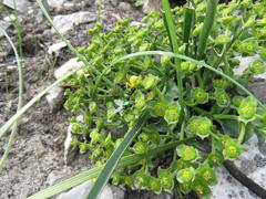 Euphorbia silenifolia