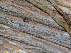 Alcimocoris japonensis