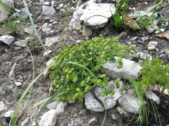 Euphorbia silenifolia