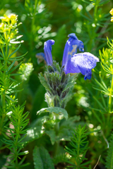 Dracocephalum grandiflorum