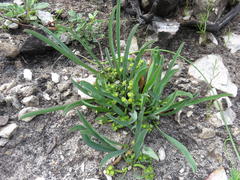 Euphorbia silenifolia