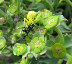 Euphorbia silenifolia
