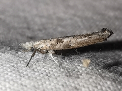 Paradoxus osyridellus