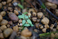 Pterostylis crispula