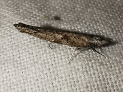 Paradoxus osyridellus