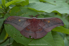 Antheraea assamensis