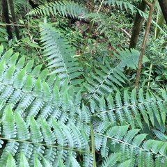 Diplazium pseudodoederleinii