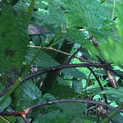 Diplazium pseudodoederleinii