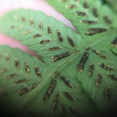 Diplazium pseudodoederleinii