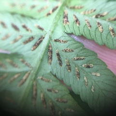 Diplazium pseudodoederleinii