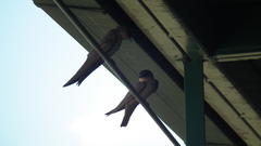 Ptyonoprogne fuligula anderssoni