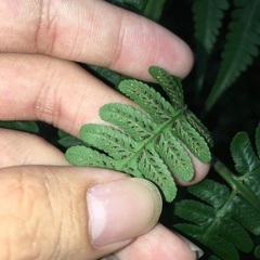 Diplazium pseudodoederleinii