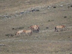 Equus ferus przewalskii