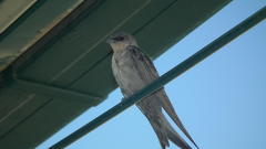 Ptyonoprogne fuligula anderssoni