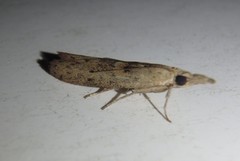 Macrorrhinia endonephele