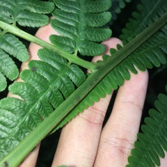 Diplazium pseudodoederleinii