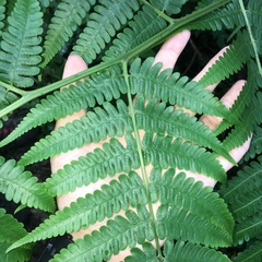 Diplazium pseudodoederleinii