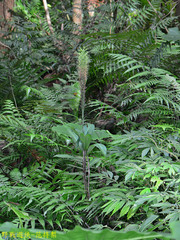 Habenaria pantlingiana