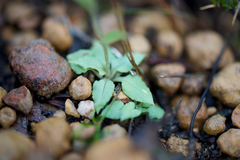 Pterostylis crispula