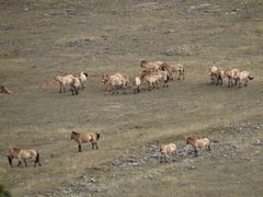 Equus ferus przewalskii