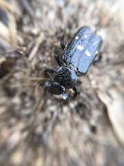 Clinterocera scabrosa