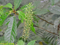 Habenaria pantlingiana