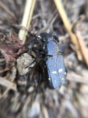 Clinterocera scabrosa