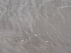 Potamogeton perfoliatus