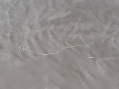Potamogeton perfoliatus