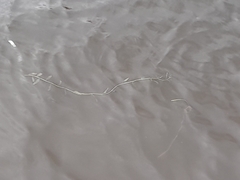 Potamogeton perfoliatus