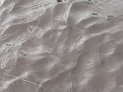 Potamogeton perfoliatus