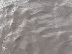 Potamogeton perfoliatus