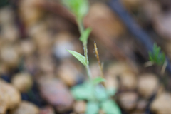 Pterostylis crispula