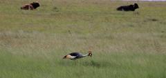 Balearica regulorum regulorum