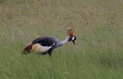 Balearica regulorum regulorum