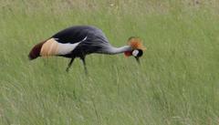 Balearica regulorum regulorum