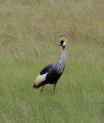 Balearica regulorum regulorum